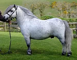Halstock Claret - Miniature Shetland Stallion